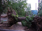 Вырванные с корнем деревья в Казани - 2007